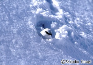 013雪のなかでひと休み
