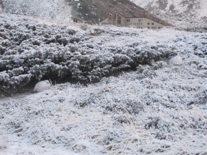 やっと「保護色」になりました